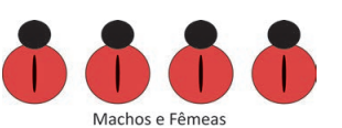 Imagem da alternativa B: Resolução comentada da questão 102 de Biologia do ENEM 2025 sobre genética — codominância, com explicação passo a passo e análise das alternativas.