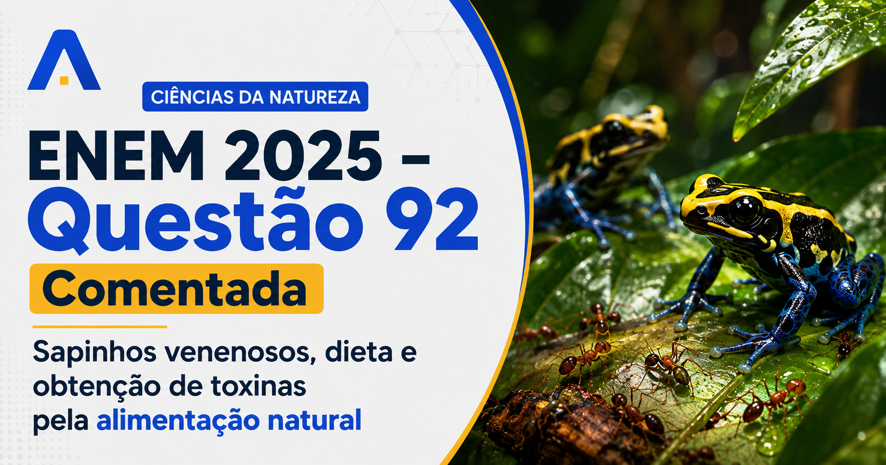 Resolução comentada da questão 92 de Biologia do ENEM 2025 sobre relações entre alimentação e obtenção de substâncias, com explicação passo a passo e análise das alternativas.